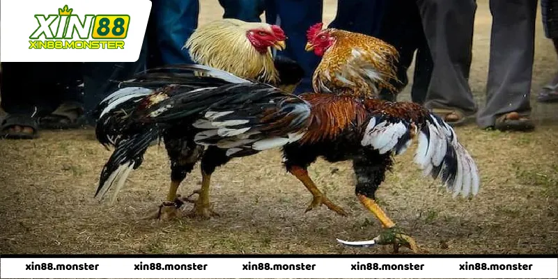 Chiến Thuật Soi Kèo Đá Gà Cựa Dao Chuyên Nghiệp