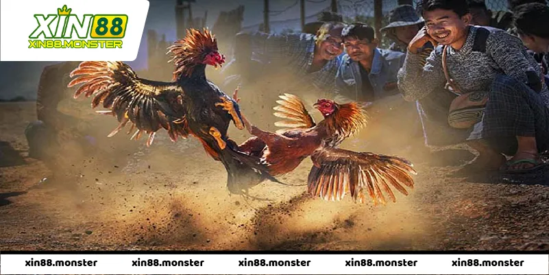 Hướng Dẫn Phân Tích Chiến Kê Trước Khi Đặt Cược