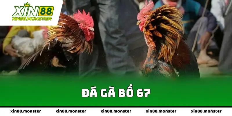 Đá Gà Bồ 67