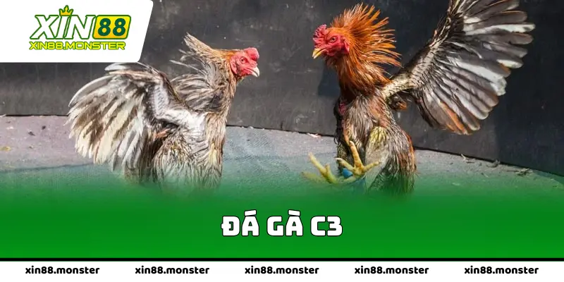 Đá Gà C3