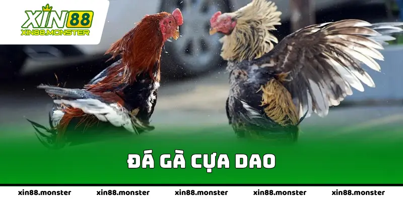 Đá gà cựa dao